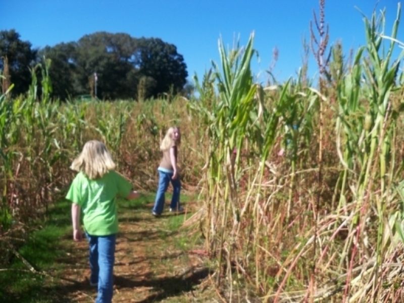 Shelby Corn Maze
